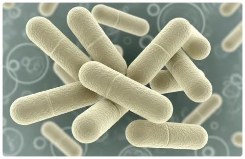 Render of Lactobacillus rhamnosus bacteria, the third named postbiotic strain in DentaBiome