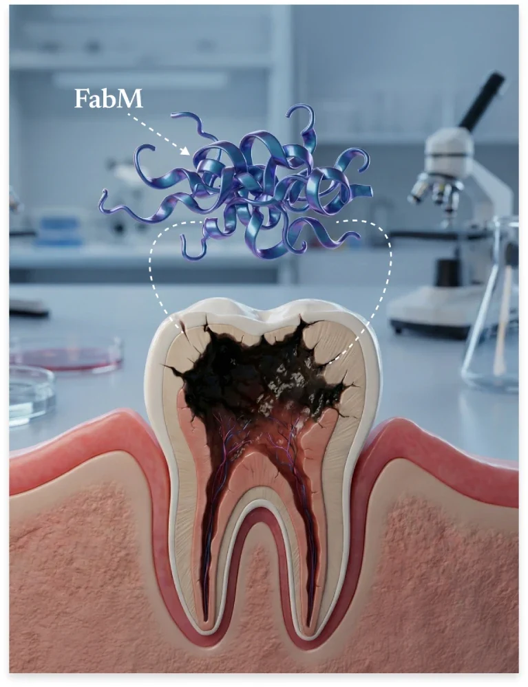 Illustration of the FabM enzyme above a cross-sectioned decayed tooth in a laboratory